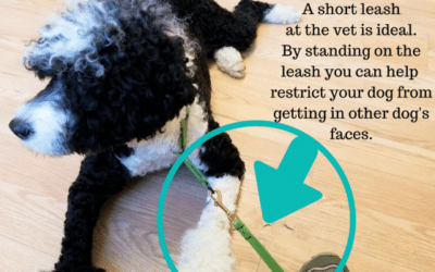 Are YOU Making the Most of Your Vet Appointment?