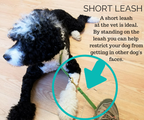 Are YOU Making the Most of Your Vet Appointment?