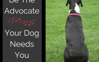 Kids and Dogs-I Wasn’t My Dog’s Advocate When She Needed Me
