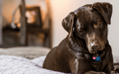 Chocolate Lab Puppies…DON’T TRUST THEM!