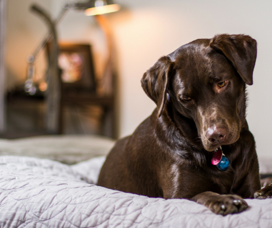 Chocolate Lab Puppies…DON’T TRUST THEM!