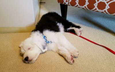 Potty Training Your New Dog or Puppy-5 Common Mistakes